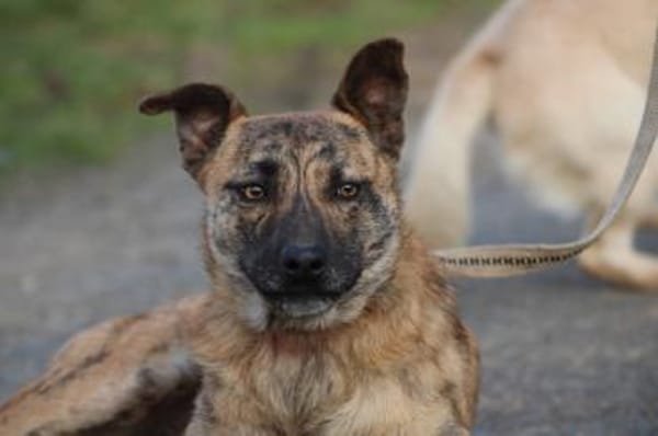 Kiwi - fröhlich u. zutraulich