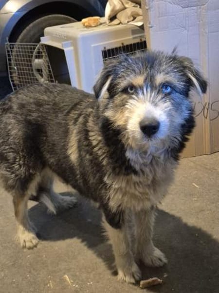 Valerie ab Mai in , Zuhause gesucht