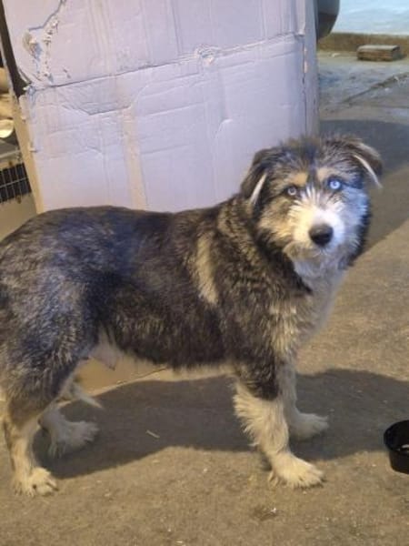 Valerie ab Mai in , Zuhause gesucht