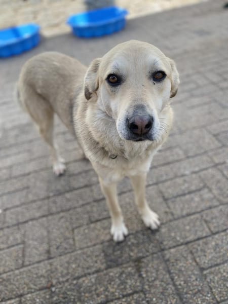 LEONARD - sanftmütiger, lieber Rüde