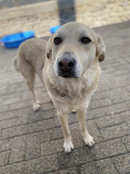 LEONARD - sanftmütiger, lieber Rüde