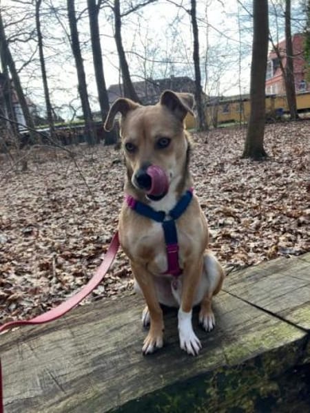 MORTAZA -kleiner Sonnenschein-