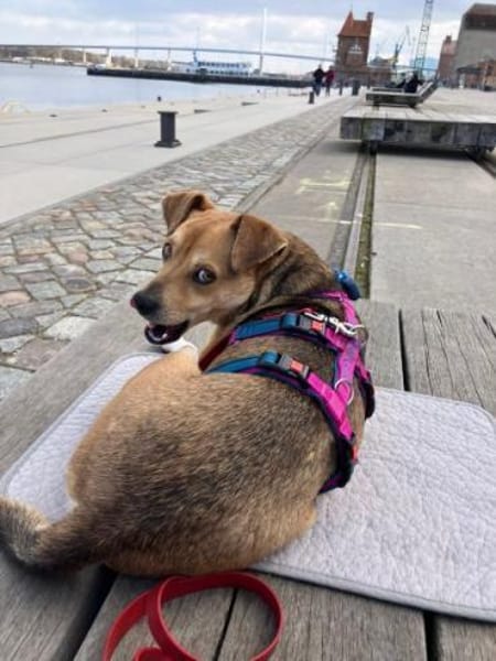 MORTAZA -kleiner Sonnenschein-