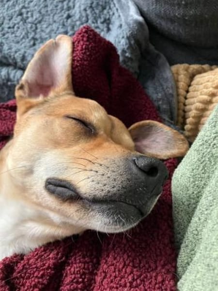 MORTAZA -kleiner Sonnenschein-