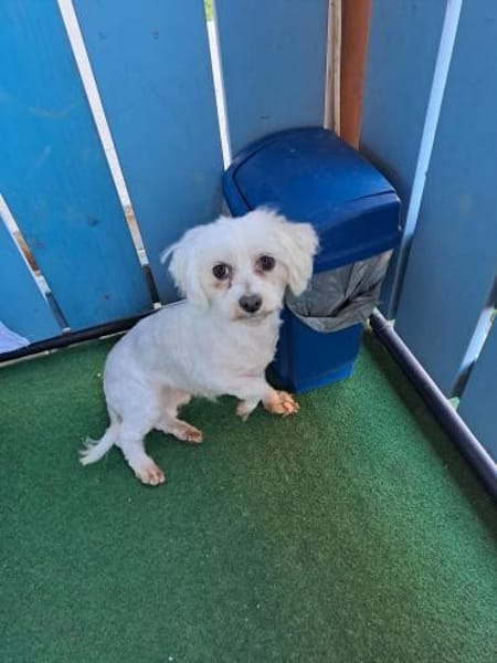 Bodza wartet auf ihr Glück