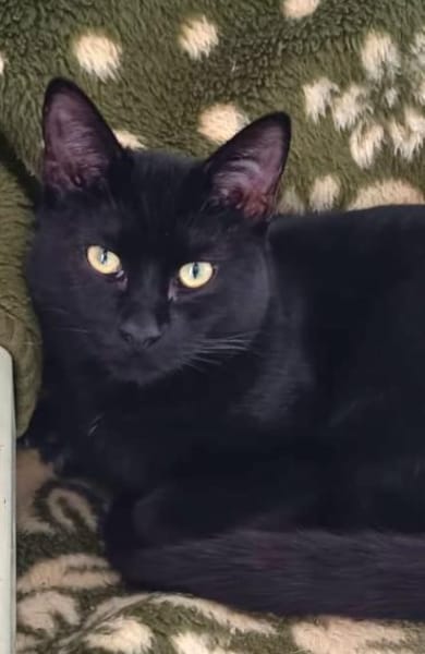 Liebevoller Kater Atlas