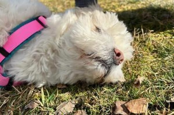 Fonsi - wünscht sich Struktur