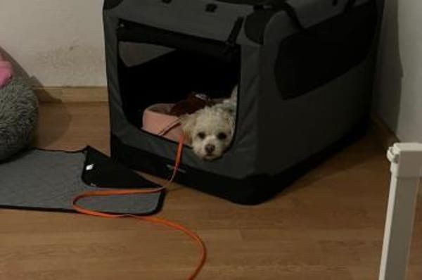 Fonsi - wünscht sich Struktur