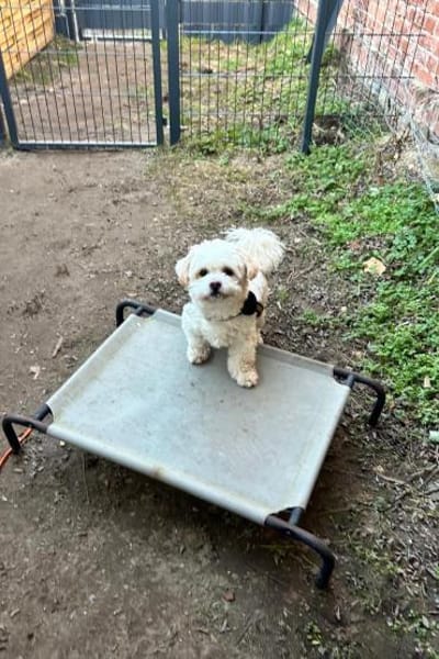 Fonsi - wünscht sich Struktur