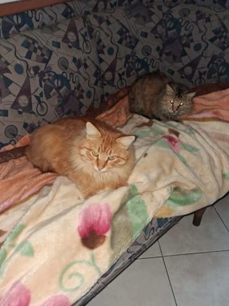 Zuhause gesucht für Lisi