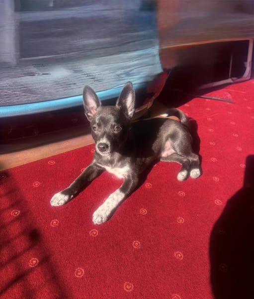 Chihuahua Pinscher Mix Frodo