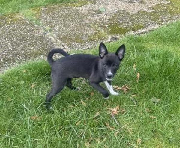 Chihuahua Pinscher Mix Frodo