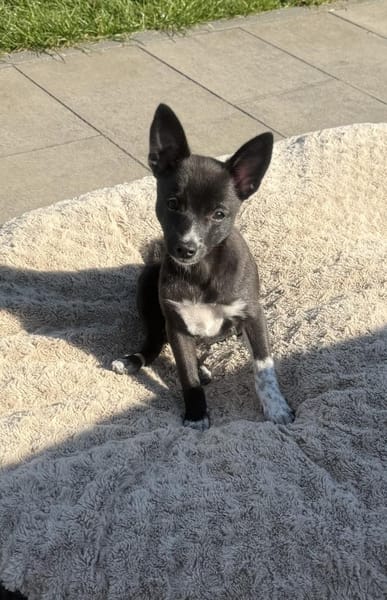 Chihuahua Pinscher Mix Frodo