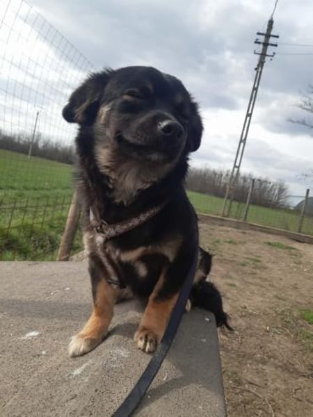 ENYA ❤🐾, kleines 5monatiges Hundekind,