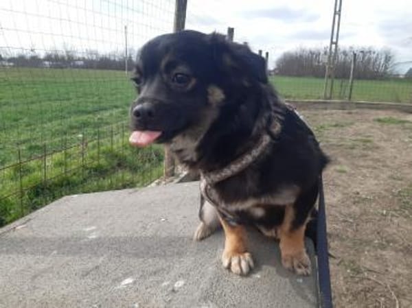 ENYA ❤🐾, kleines 5monatiges Hundekind,