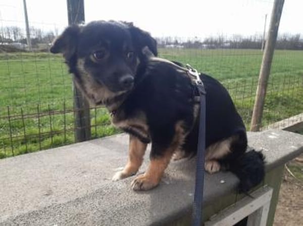 ENYA ❤🐾, kleines 5monatiges Hundekind,