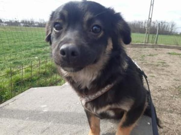 ENYA ❤🐾, kleines 5monatiges Hundekind,