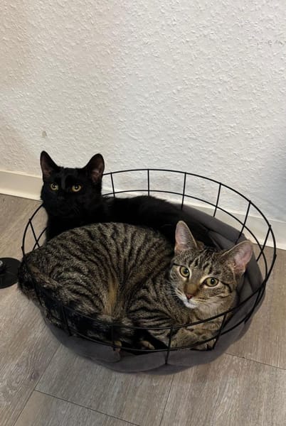 Dalia u. Dexter suchen ein Zuhause