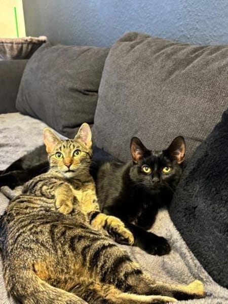 Dalia u. Dexter suchen ein Zuhause