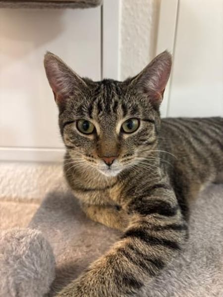 Dalia u. Dexter suchen ein Zuhause