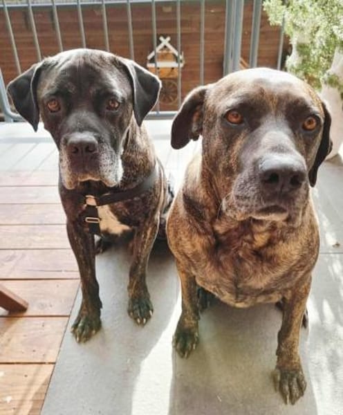 Paul, Pflegestelle in Hessen