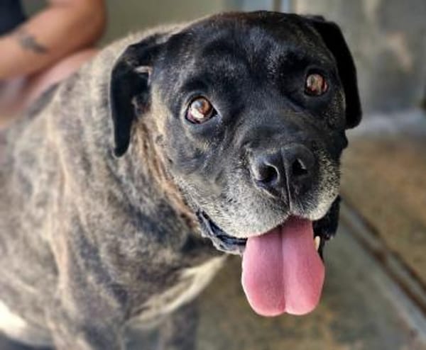 Paul, Pflegestelle in Hessen