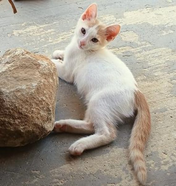 Kater Lukas entdeckt die Welt!