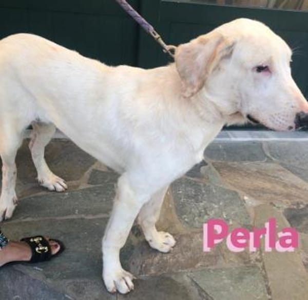 Perla - sanftmütig und aktiv