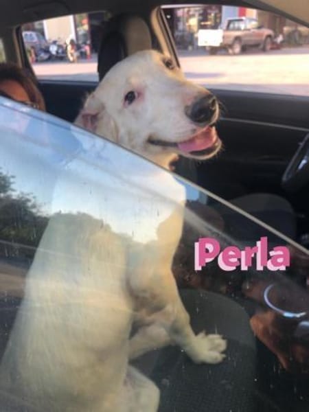 Perla - sanftmütig und aktiv