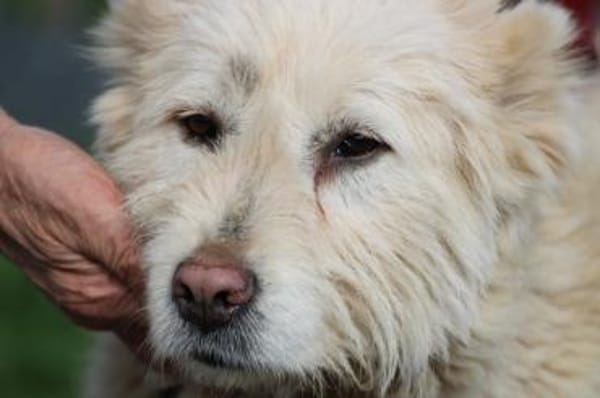 Sandy - hübsche Wuschelhündin