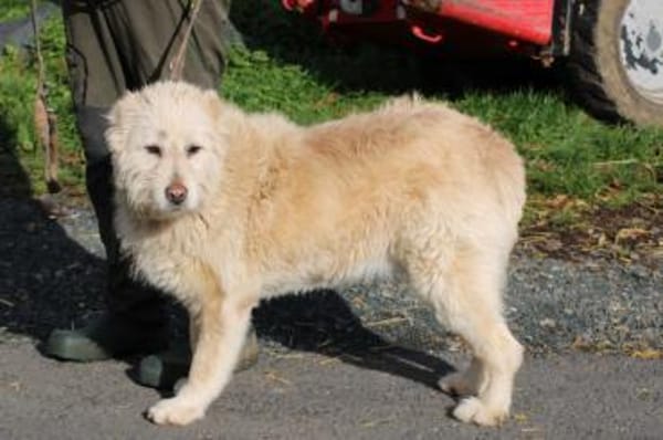 Sandy - hübsche Wuschelhündin