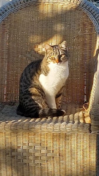 Scheue Fienchen sucht ihr Glück