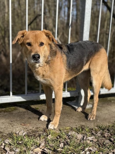 Luna sucht ihr Für-Immer-Zuhause