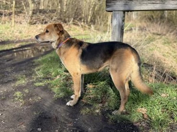 Luna sucht ihr Für-Immer-Zuhause