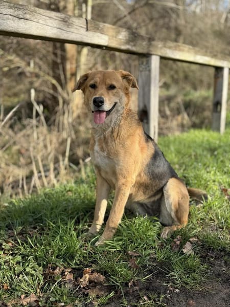 Luna sucht ihr Für-Immer-Zuhause
