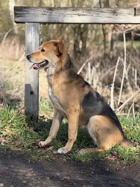 Luna sucht ihr Für-Immer-Zuhause