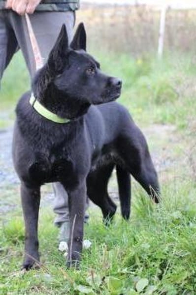 Kiono - zutraulich u. umgänglich