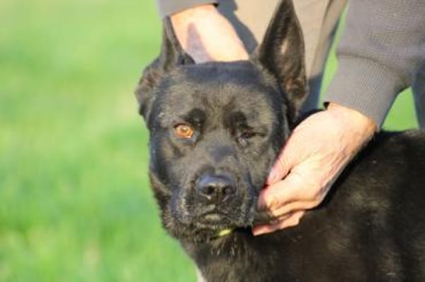 Kiono - zutraulich u. umgänglich