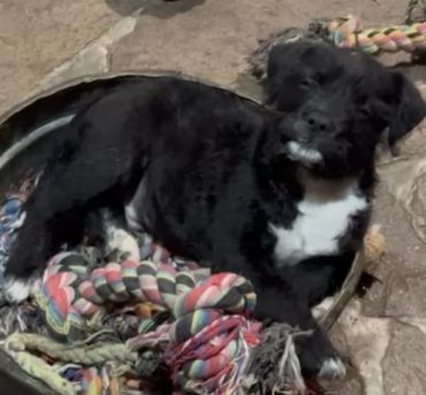 Trash, aus dem Müll gerettet