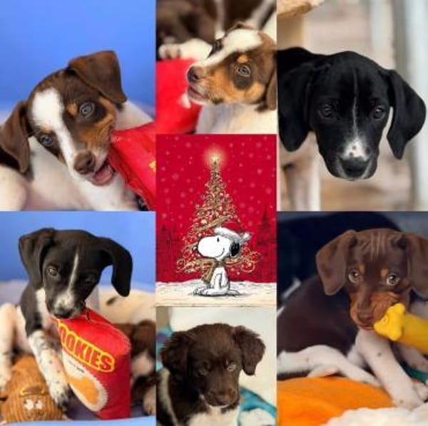 Mailo - einfach zum knuddeln