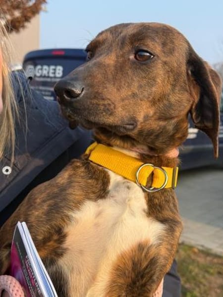 Favola zutrauliche Junghündin auf PS inD