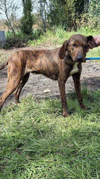 Favola zutrauliche Junghündin auf PS inD