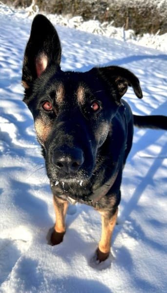 Bruno möchte endlich ankommen