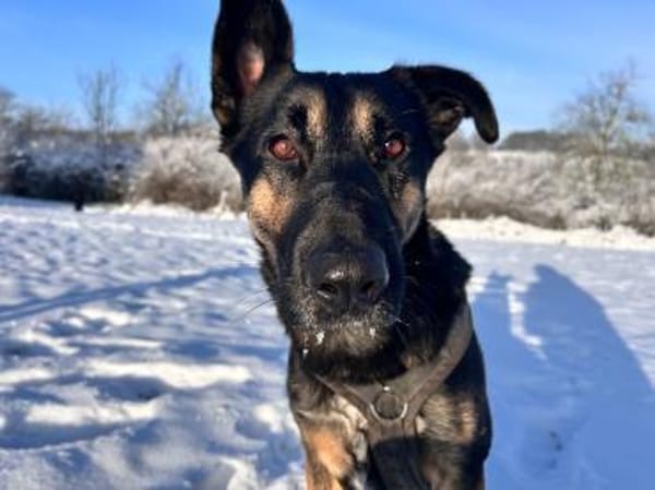 Bruno möchte endlich ankommen