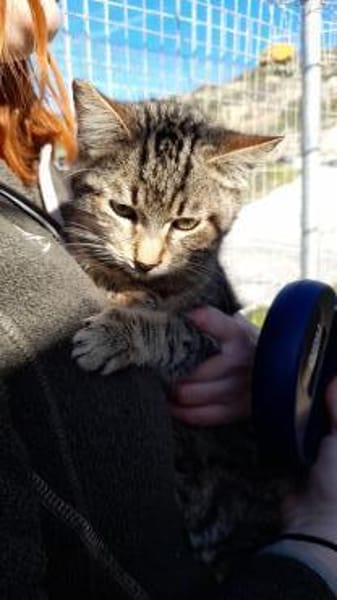 Anhänglicher Anubis sucht Zuhause