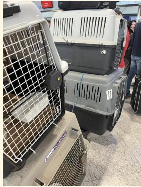 Flugpaten für Hunde und Katzen gesucht