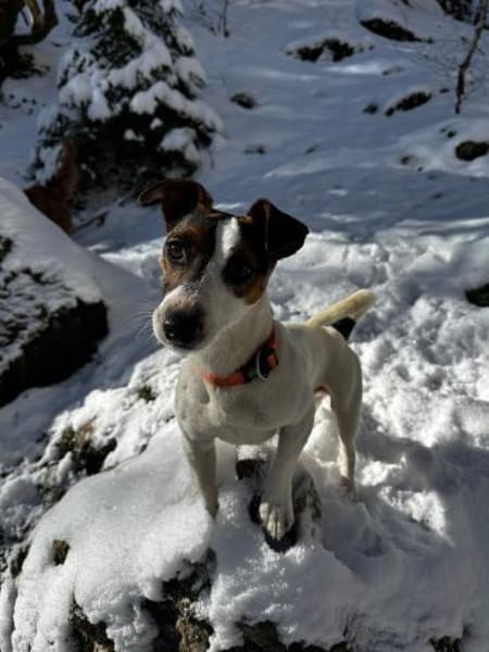 Harry möchte Einzelprinz sein