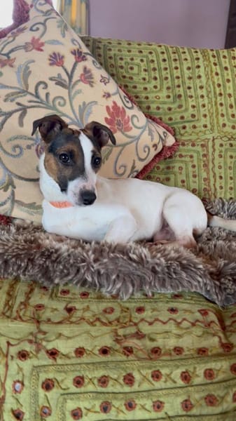 Harry möchte Einzelprinz sein