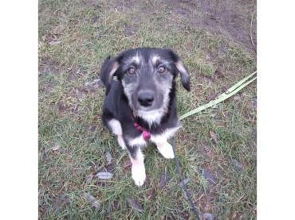 Jule - wartet in 29342 Wienhausen