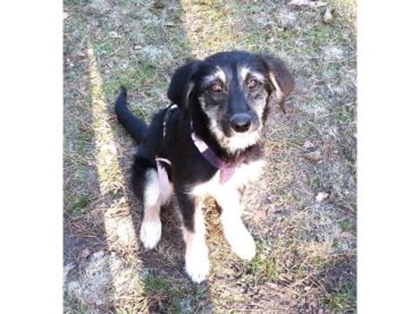 Jule - wartet in 29342 Wienhausen